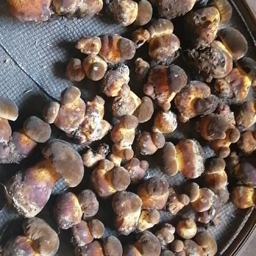 昆明 黑牛肝菌上市了，营养丰富，价格不贵