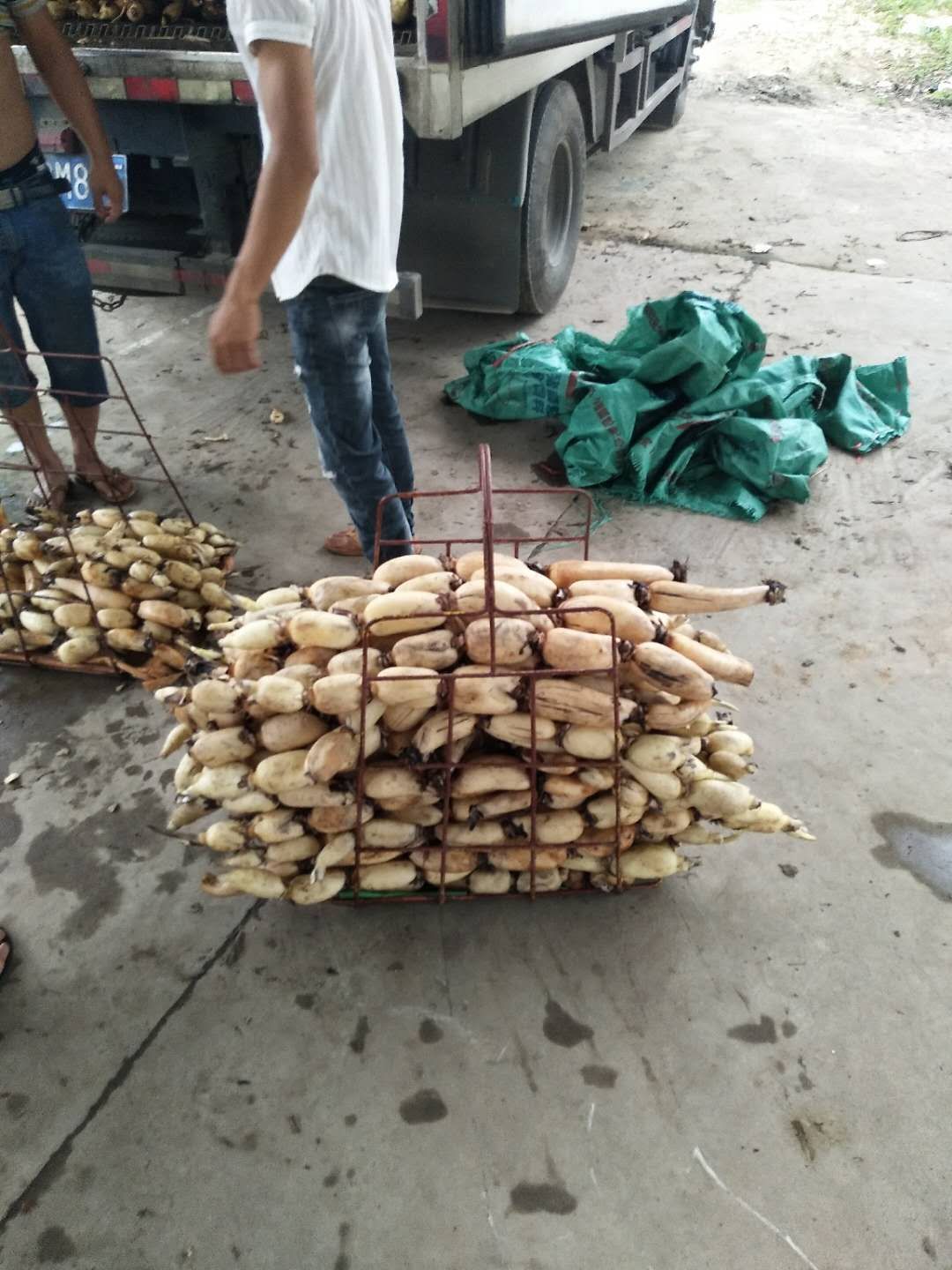 鄂莲5号  粉藕， 产地一手货源，提供冷涟回头车