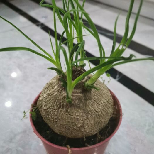 漳州 酒瓶兰盆栽 酒瓶兰花苗 多浆植物 办公室桌面花卉盆栽绿植防辐