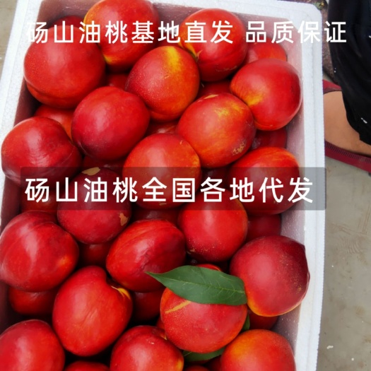 油桃 48油桃4   号油桃 中油18油桃 基地直发品质保证