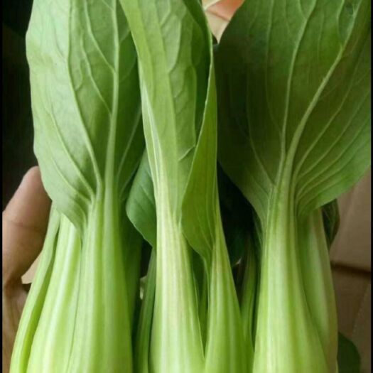 曹县 精品油菜 产地直发 量大从优 价格美丽 欢迎新老客户洽谈合