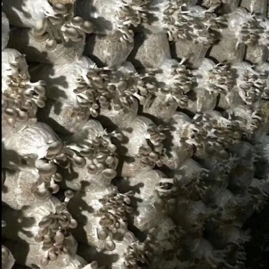 桦南县 出售凤尾菇 秀珍菇