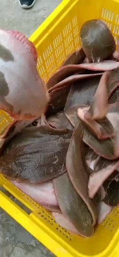 日照半滑舌鳎 鲜活舌鳎鱼龙利鱼