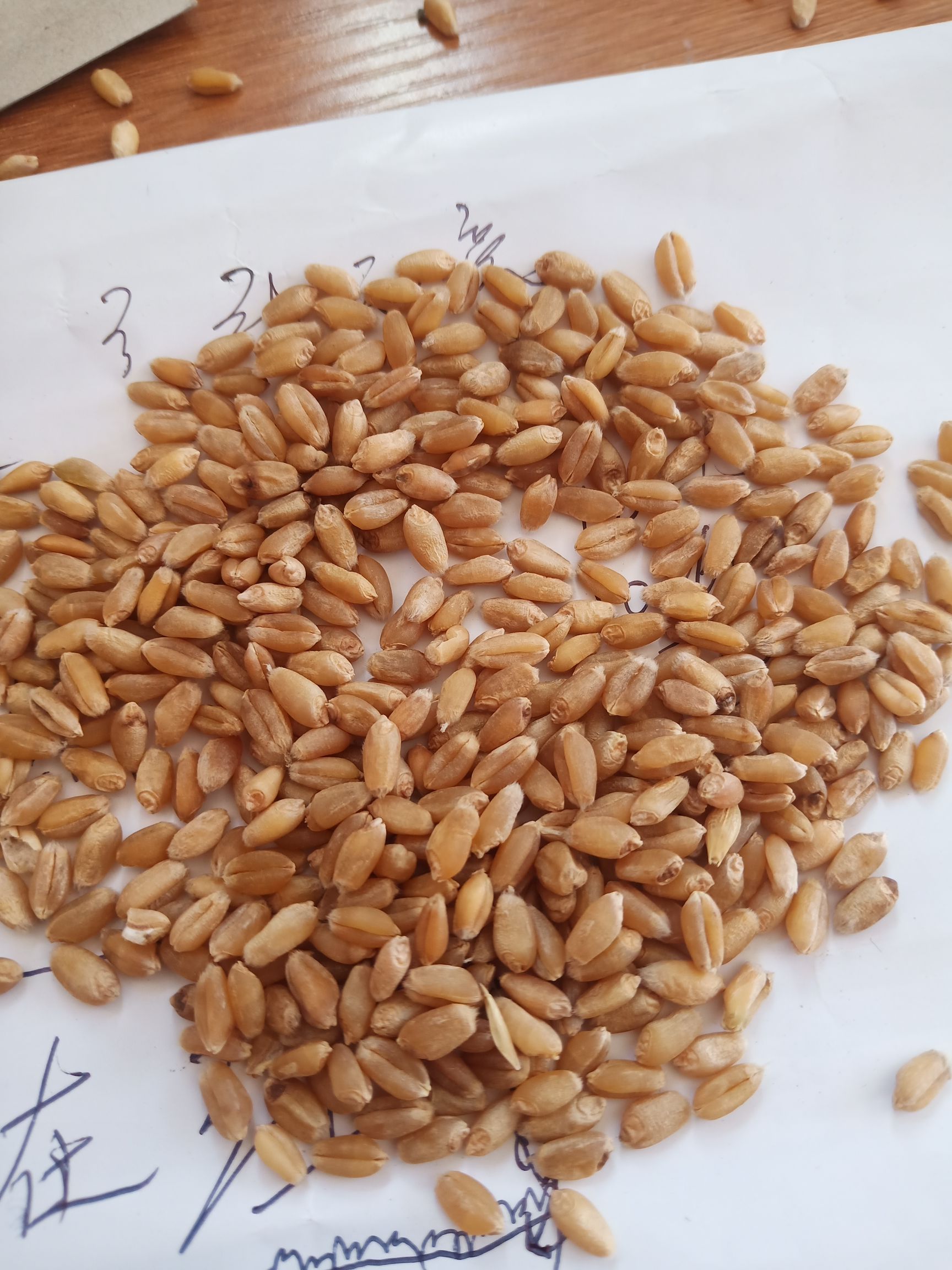 无棣县 山东优质普通小麦，容重800:水分13