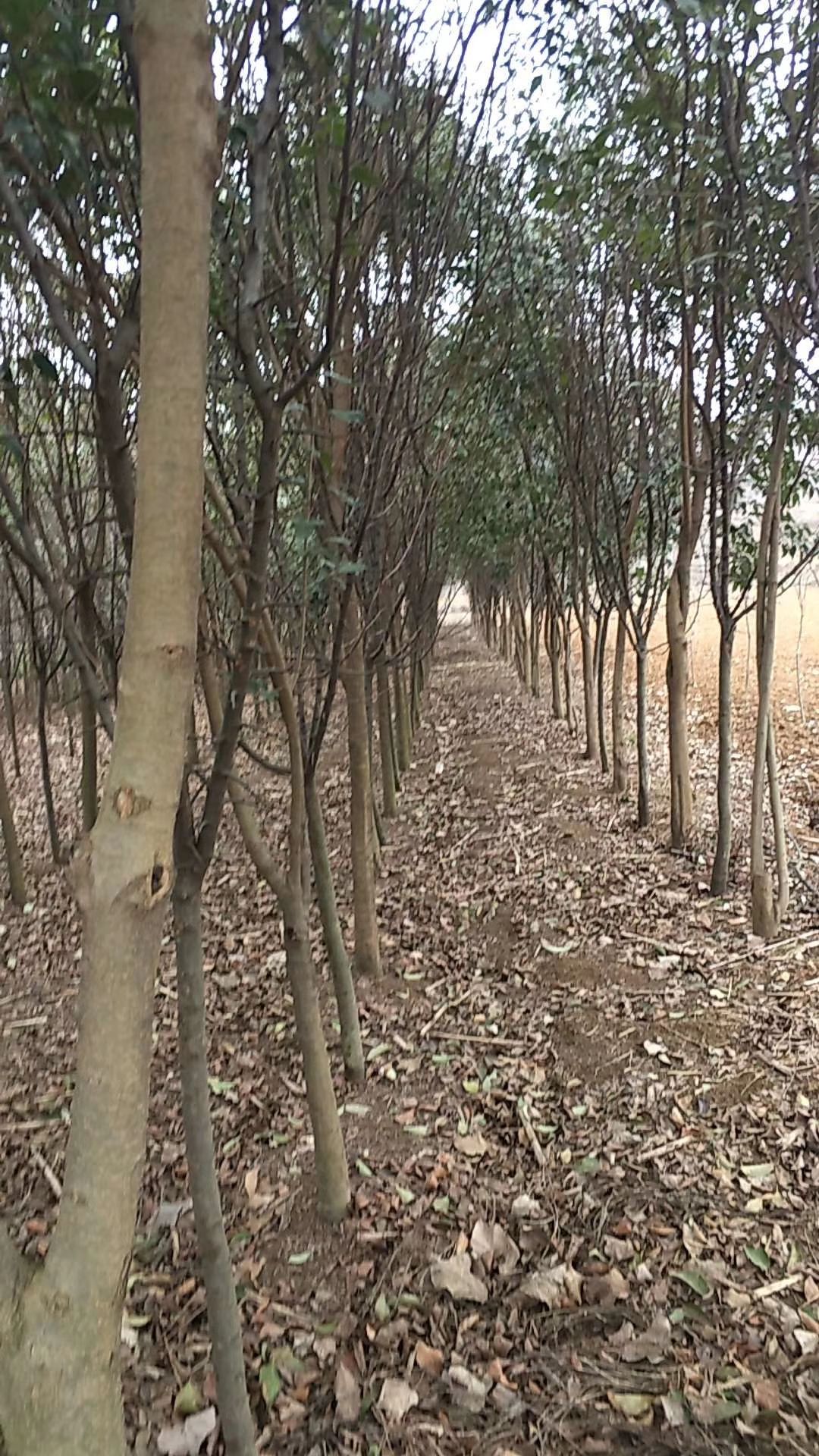 木瓜树 用地便宜处理，价钱好商量