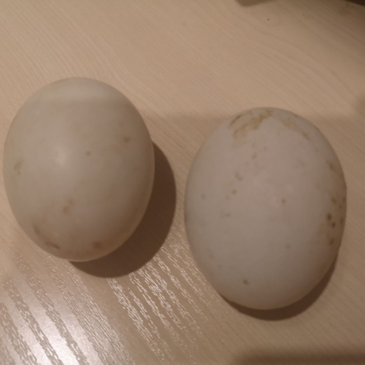 金华白羽青壳鸭蛋 食用 箱装