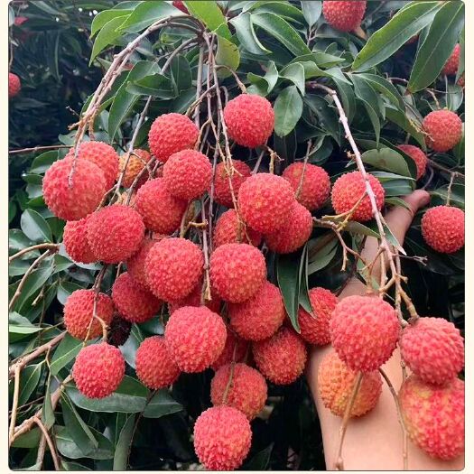 广州 广州从化（桂味）荔枝，产地现摘现销
