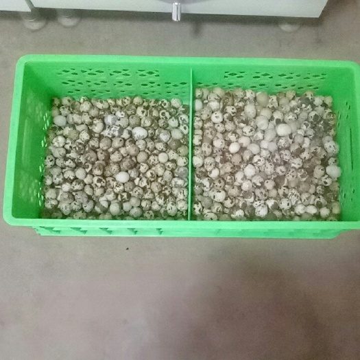 大名县黄羽鹌鹑蛋  新鲜鹌鹑蛋