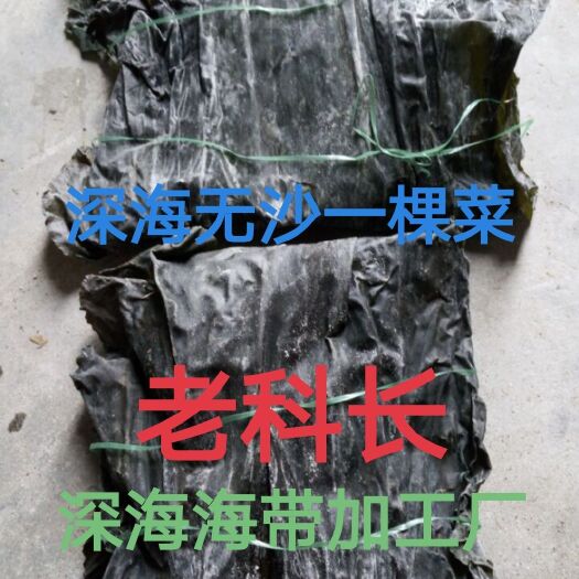 武陟县干海带  深海海带片：新品无沙一棵菜.30公分短板菜.杂质少
