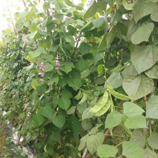 蘆溪縣 精品農(nóng)家扁豆，產(chǎn)地直銷