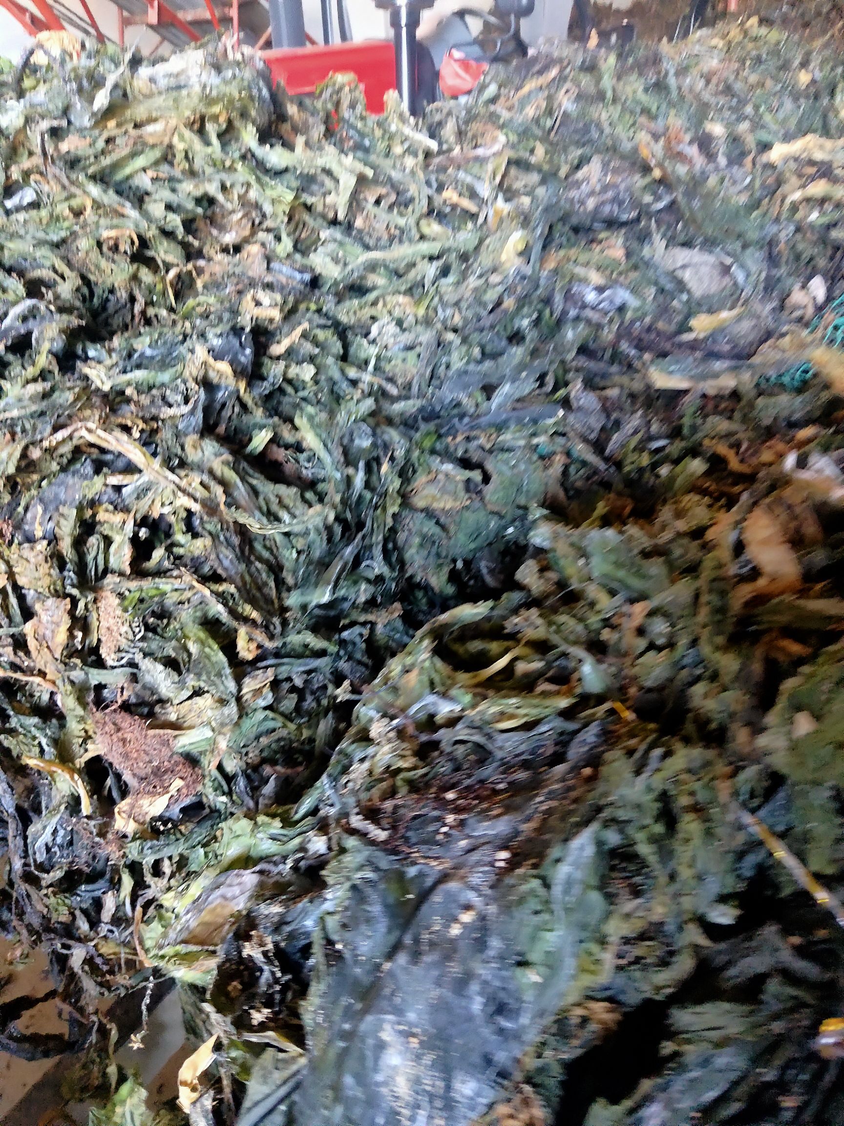  【当地海参菜】小海带，当年新菜，无盐巴，干度好！