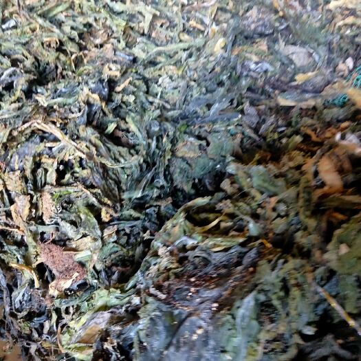 荣成市 【当地海参菜】小海带，当年新菜，无盐巴，干度好！
