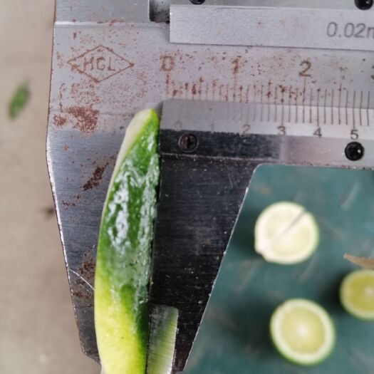 南丰县青皮蜜桔 爱媛号，陈皮半成品，做小青柑必选。