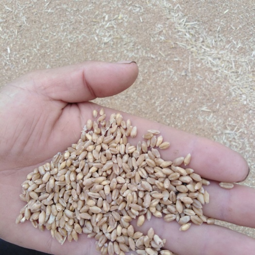 江陵县 荆州农村2020新小麦  容重780