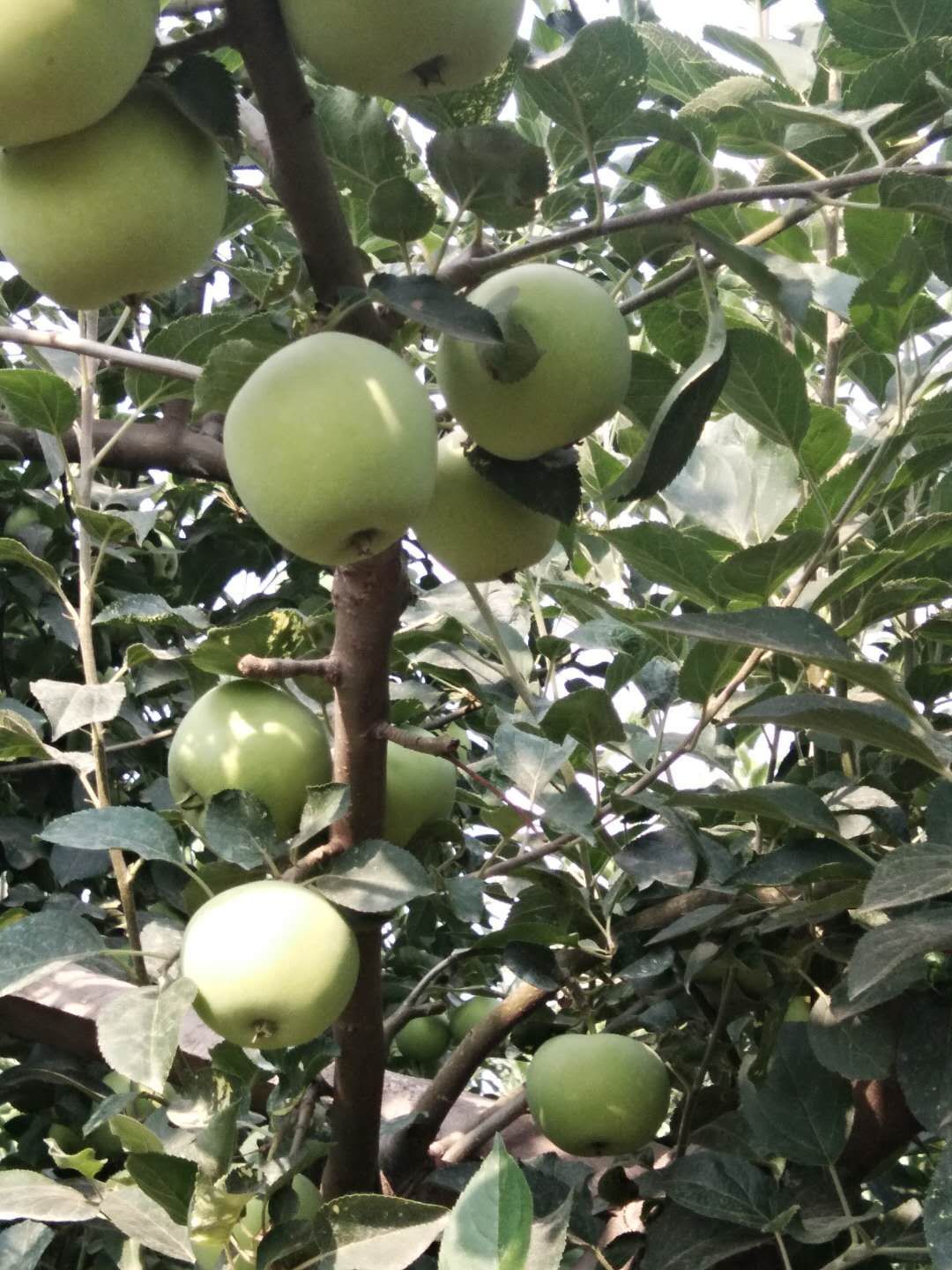 汤阴县 辽伏苹果大量上市，欢迎前来选购！