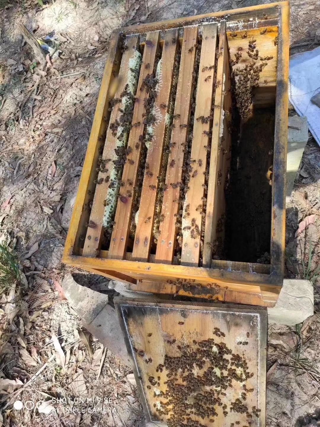 自养蜂蜜用处理吗(自己养的蜂蜜可以保存多久) 自养蜂蜜用处理吗(自己养的蜂蜜可以保存多久)