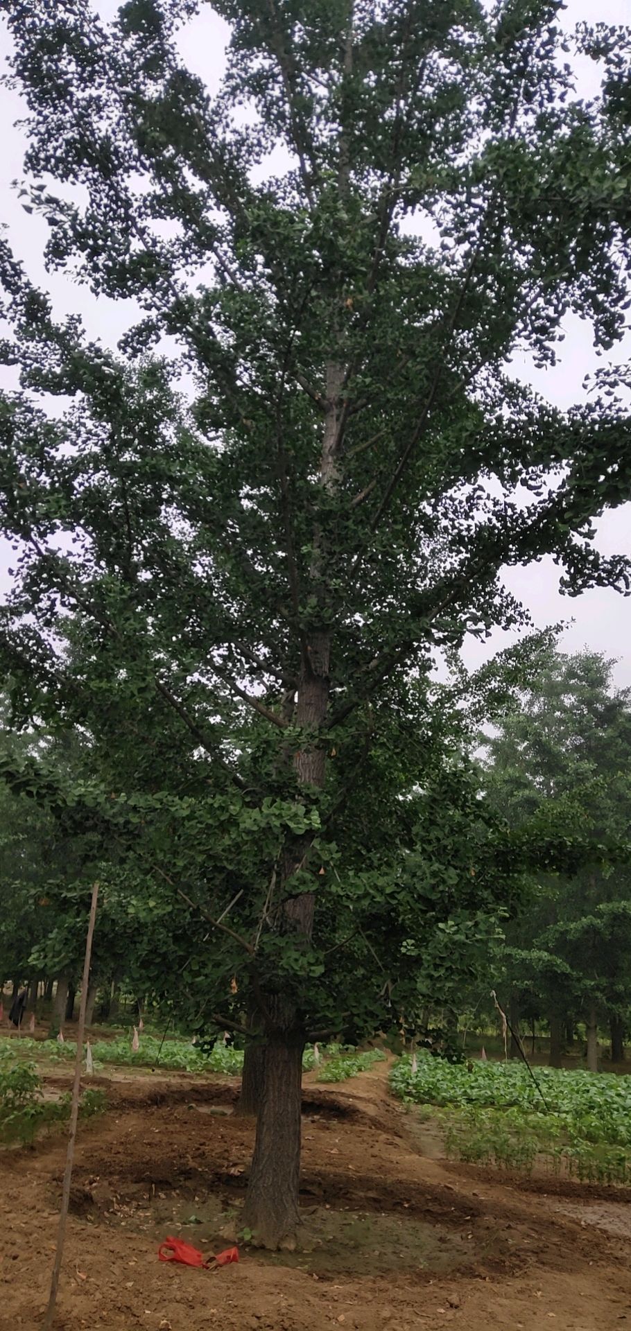 银杏实生树  35公分银杏好树形