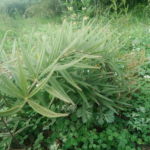 威宁县 贵州2400米高海拔黄精，高含量