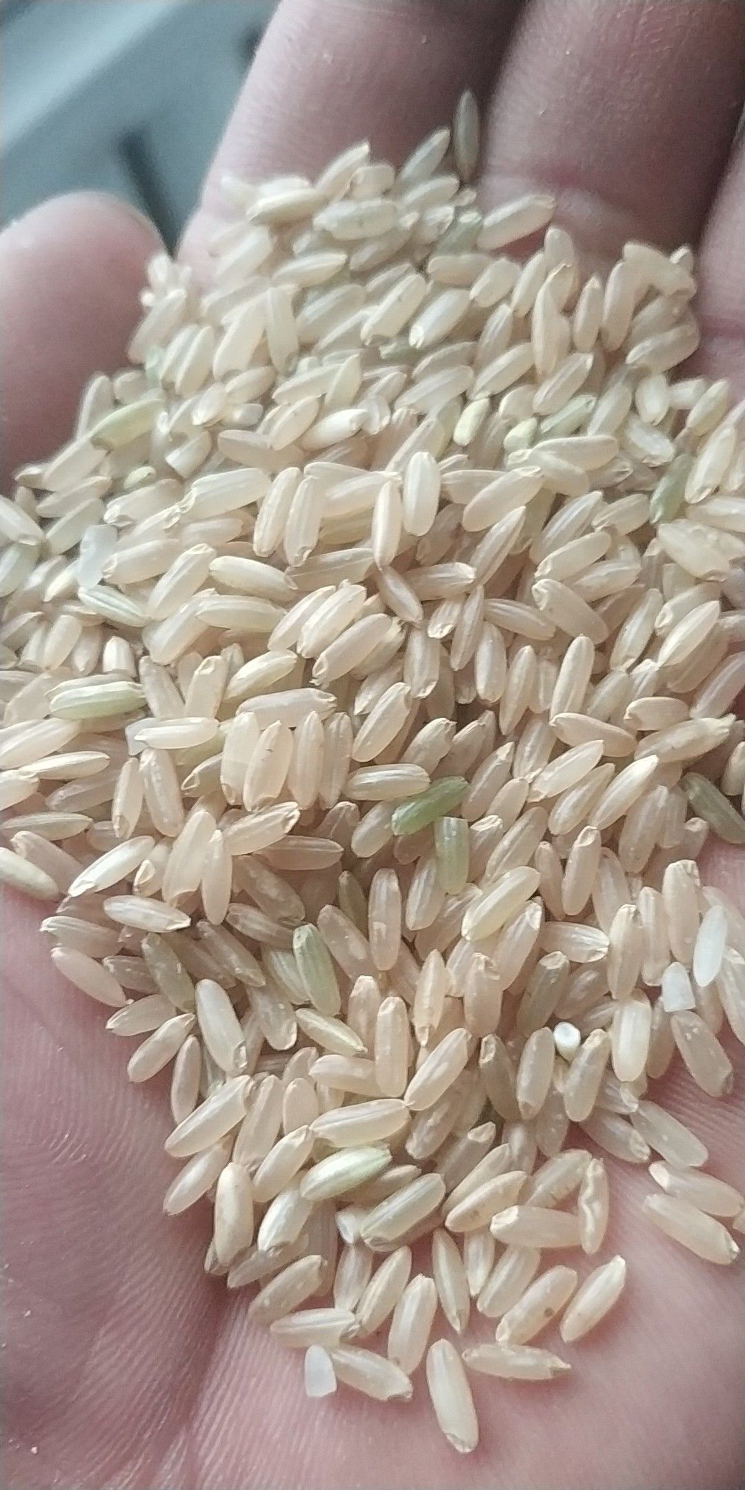 五常市糙米