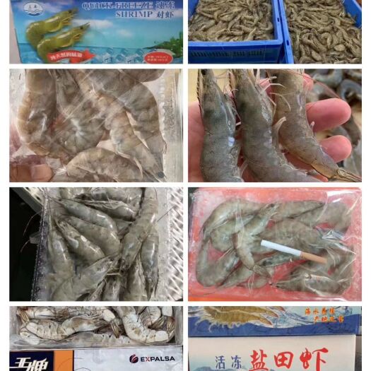 沧县中国对虾  国内高盐度海水虾