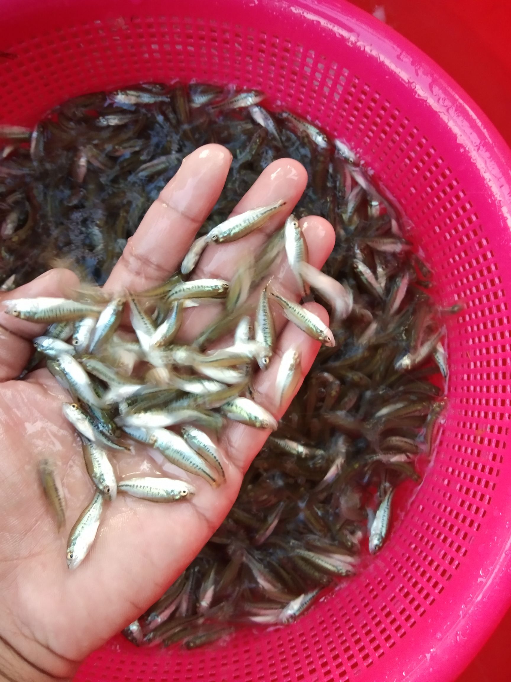 加州鲈鱼苗