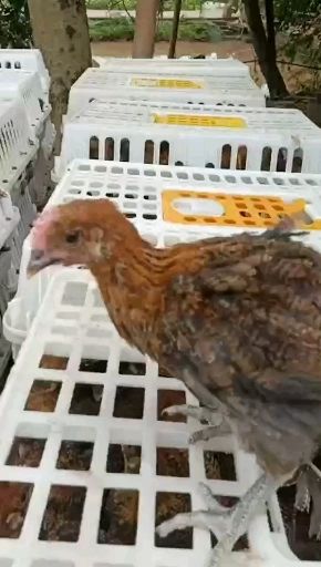 土鸡苗  血毛土鸡脱温苗