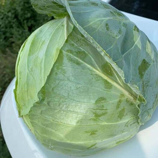 天门市平包菜，量大便宜，工厂市场都可以，海量供货，天天发车，诚信合
