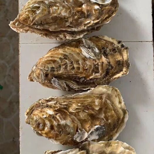 乳山市 4-5两6-8两乳山三倍体生蚝