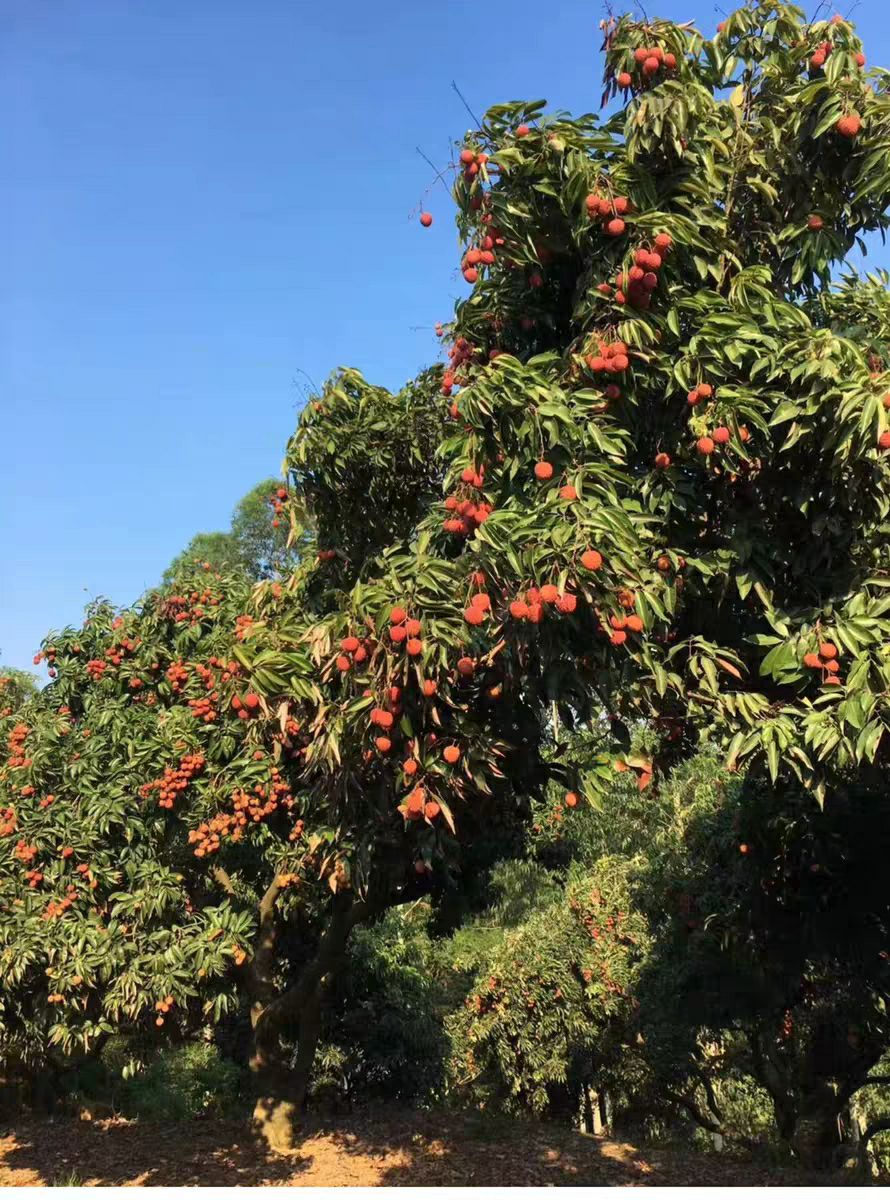 广东增城本地桂味荔枝现货批发零售代发荔枝礼盒箱多种配送方式