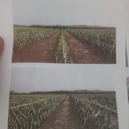 遂溪县 高产量火龙果苗