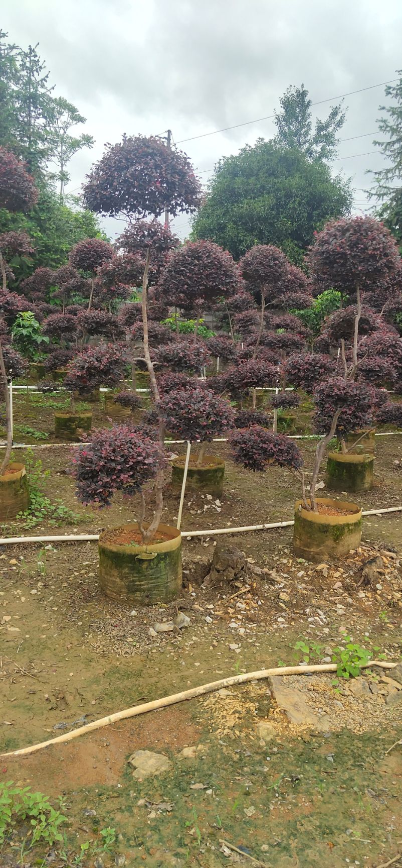 桂林红花继木造型树  造型红继木高两米左右，冠幅一米左右