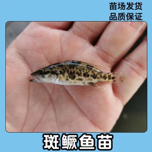 江门桂鱼苗   优质桂花鱼鱼 鳜鱼苗