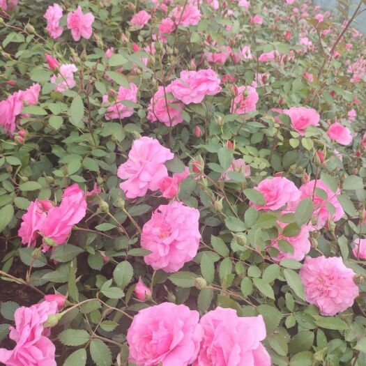 开原市 粉蝶月季 耐寒粉花月季容器苗 鲜切花 东北月季营养杯苗 实地