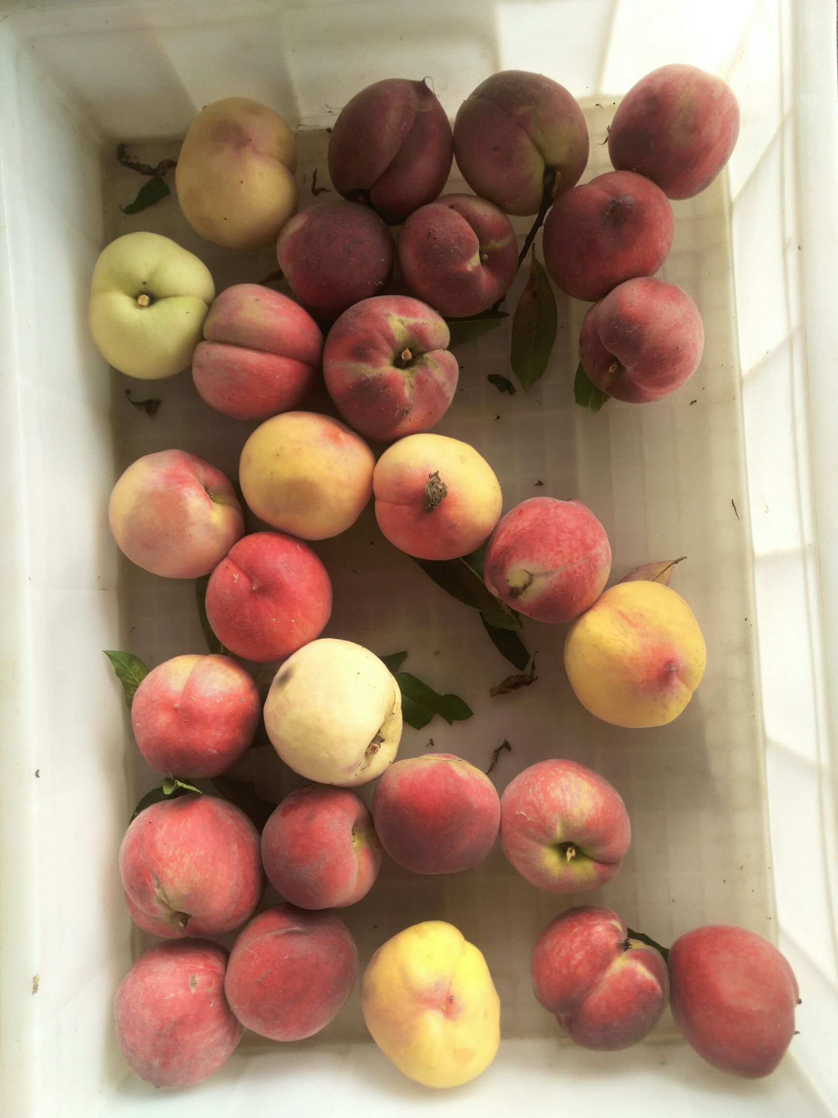  新沂水蜜桃春蜜大量供货现摘新鲜代办桃子非阳山非毛桃油桃