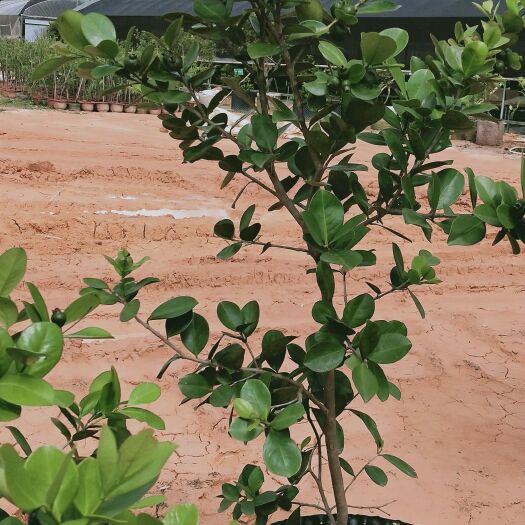  巴西原产草莓番石榴果树苗榕叶番石榴苗四季种植阳台盆栽绿化种植