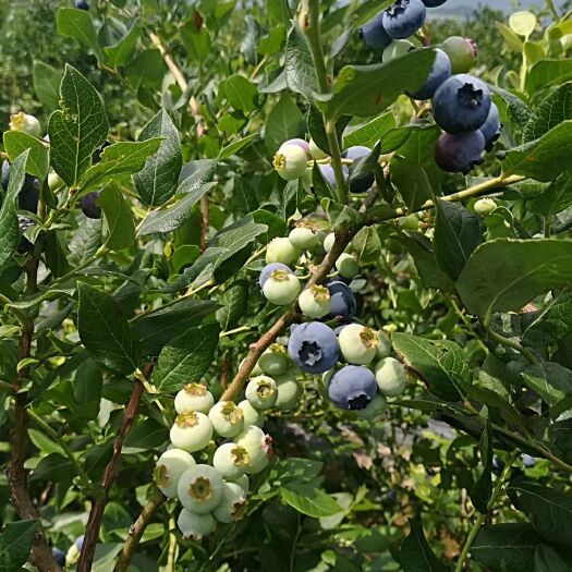 凤城市 露天蓝莓，果大果甜