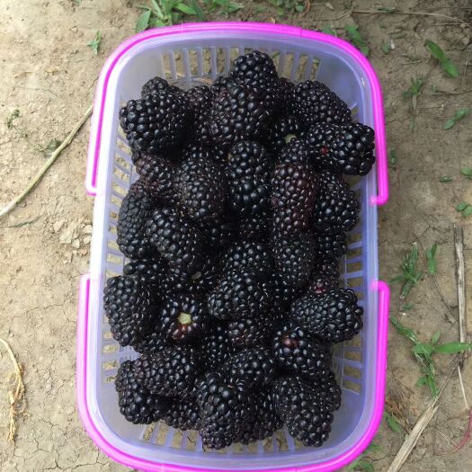 定州市 新品种红树莓 黑莓种苗