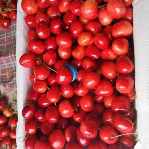 大连 大连樱桃
沙蜜托，美早上市🍒（美早暂停供应）