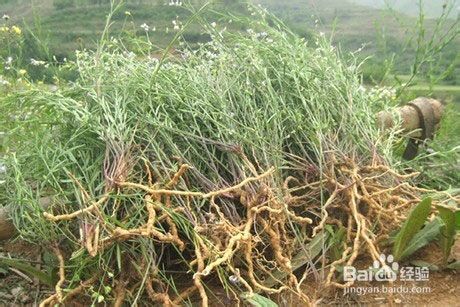 洪洞县当药
