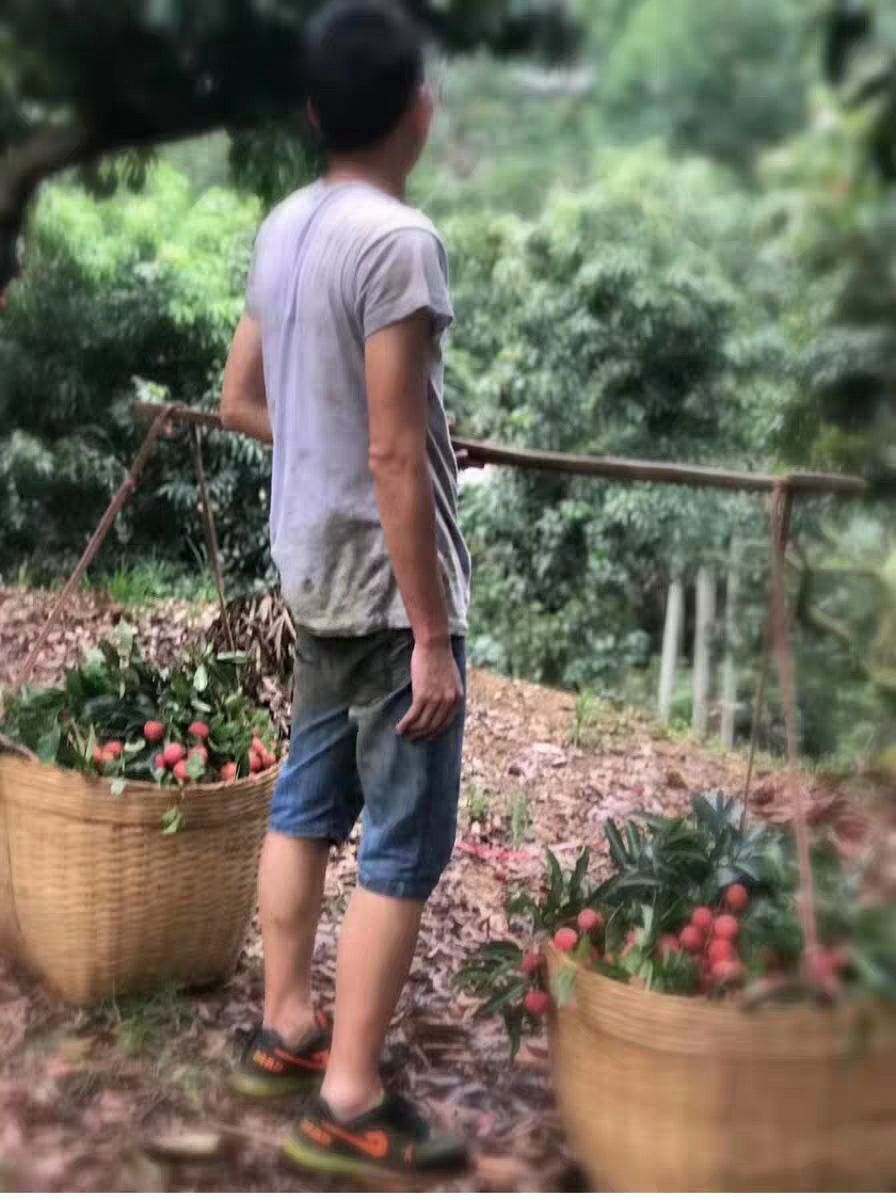 广东增城本地桂味荔枝现货批发零售代发荔枝礼盒箱多种配送方式