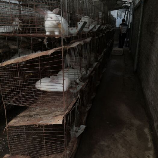 兴仁市 杂肉兔生产