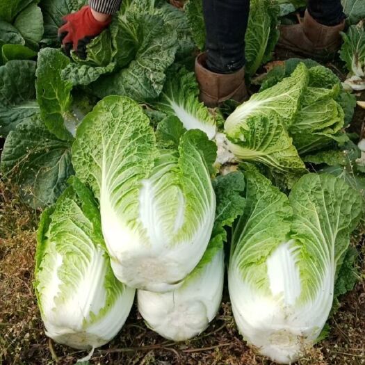 天门市白菜上市，产地发货，价格美丽，货源充足，品质可靠诚信合作