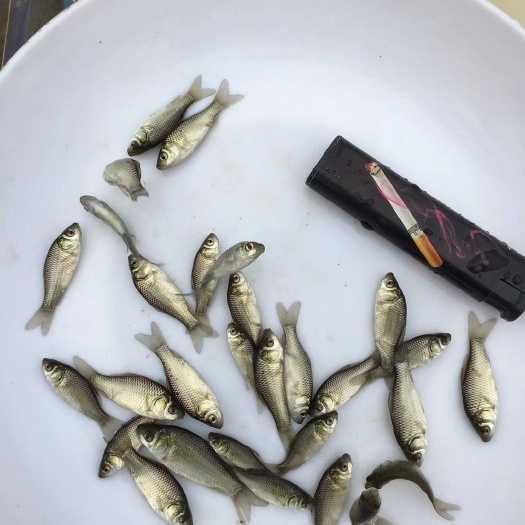 叶县 鲫鱼苗