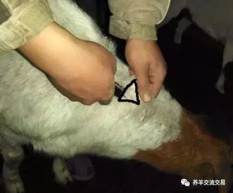 曲周县波尔山羊