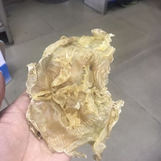 湛江 赤鱼胶15头，24小时内发货。全国包邮。