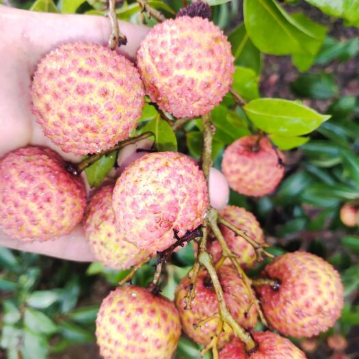 惠来县桂味荔枝 桂味