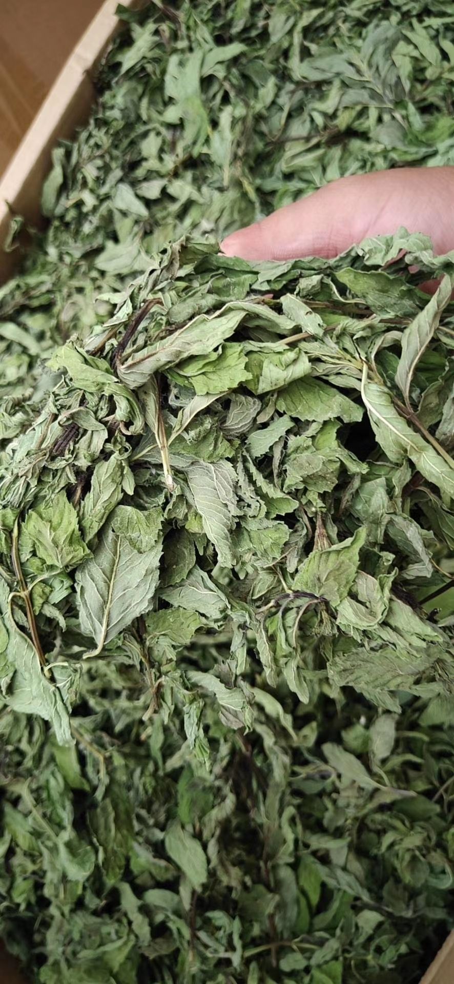 薄荷叶茶  薄荷叶批发 散装新货色绿干薄荷叶 全绿大量批发