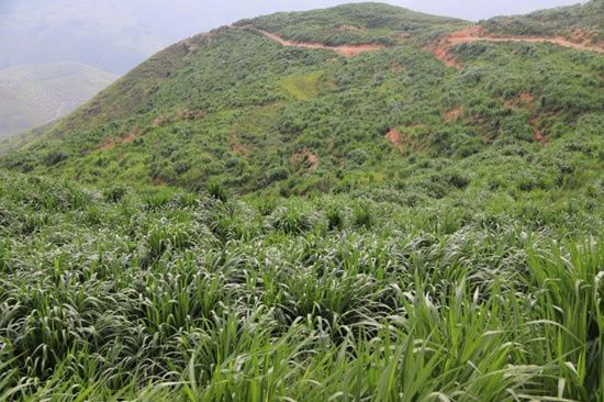 青绿饲料  我们有大面积皇竹草基地