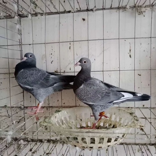 白水县肉鸽  我销售鸽子。