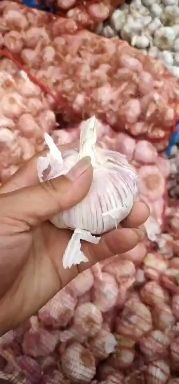 邳州市紫皮大蒜 需要紫皮蒜的朋友看过来！